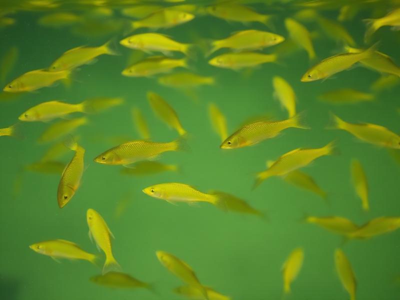 Yellow perch fingerlings swimming in a hatchery tank