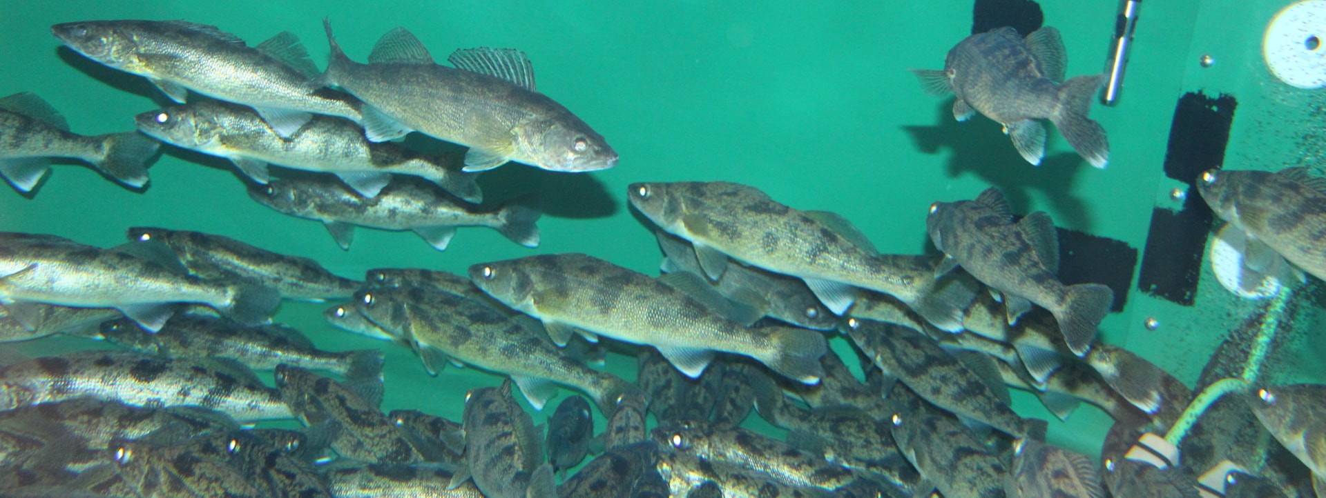 School of farm-raised walleye swimming in a Wisconsin aquaculture tank